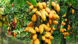 ghana-cocoa