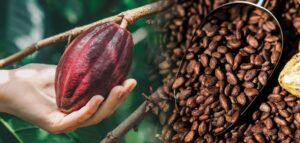 Cocoa1