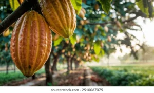 Cocoa2