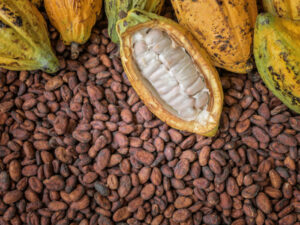 Cocoa3