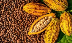 Cocoa32