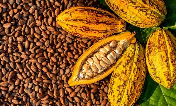 Cocoa32